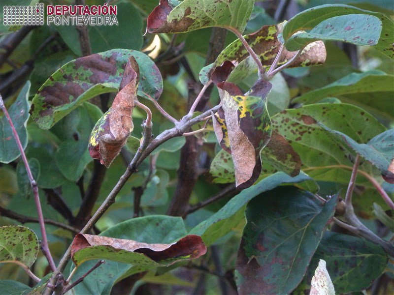 Entomosporium maculatum >> Union das manchas vai provocar defoliacion no marmeleiro.jpg